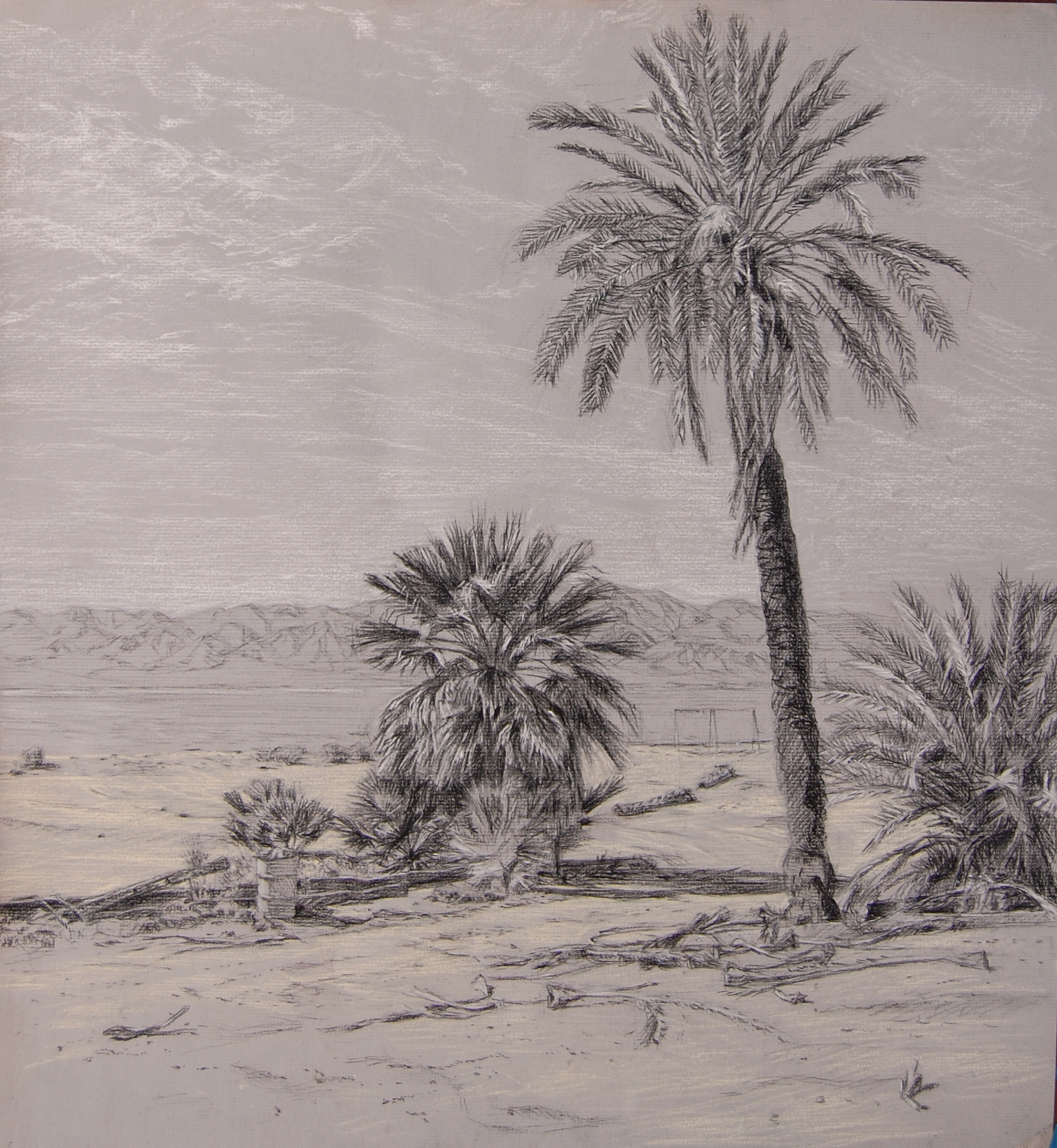 palm drawing1